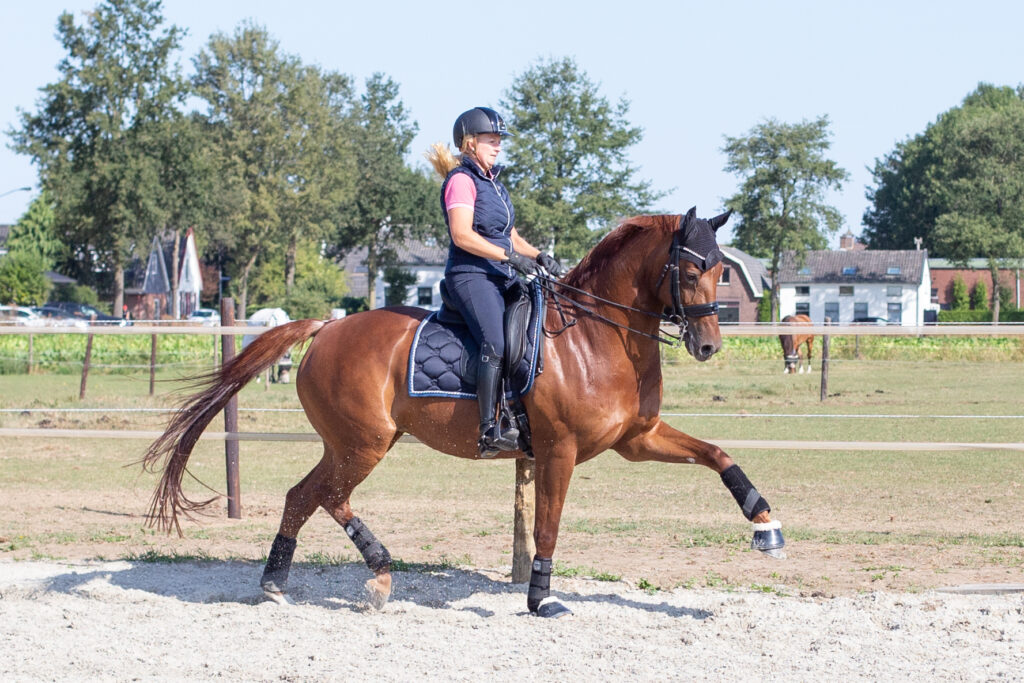 Wildemans Horses - dressuur